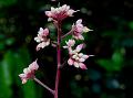 Panicled Coralberry